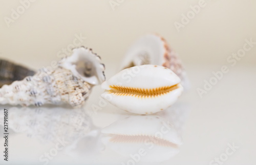 Interior. Seashells on a white table