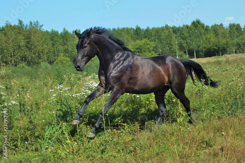 horse in the field © Ирина Тютюкова