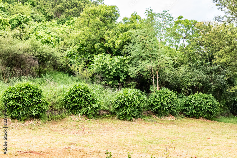 Fototapeta premium Close view of small Bamboo tree leafs shrubs & hibiscus tree shrubs in a greenery garden.