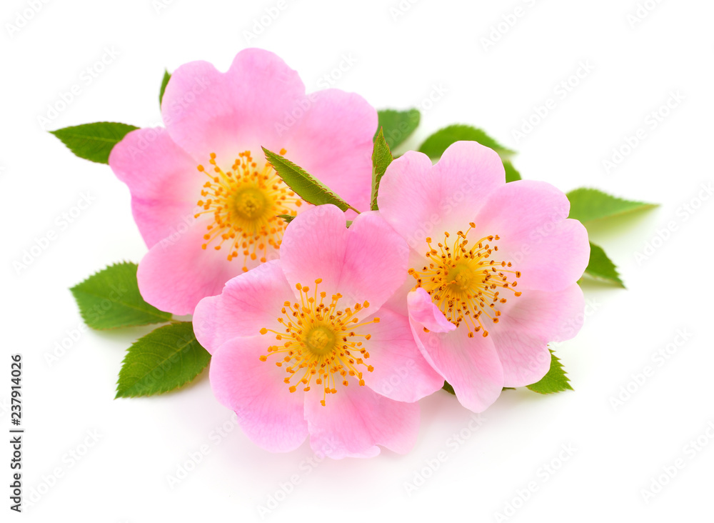 Fototapeta premium The flowers of wild rose isolated.