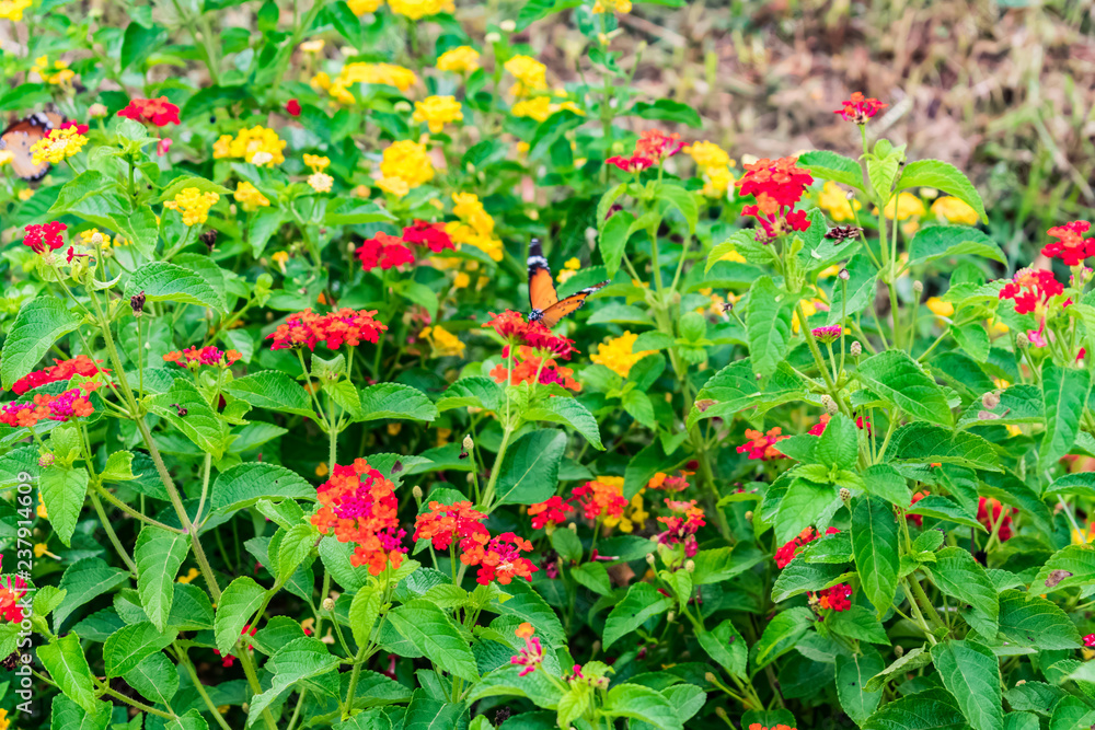 Fototapeta premium beautiful colourful blooming Lantana camara on a garden with butterfly flying on flower with greenery leaves in rainy season.