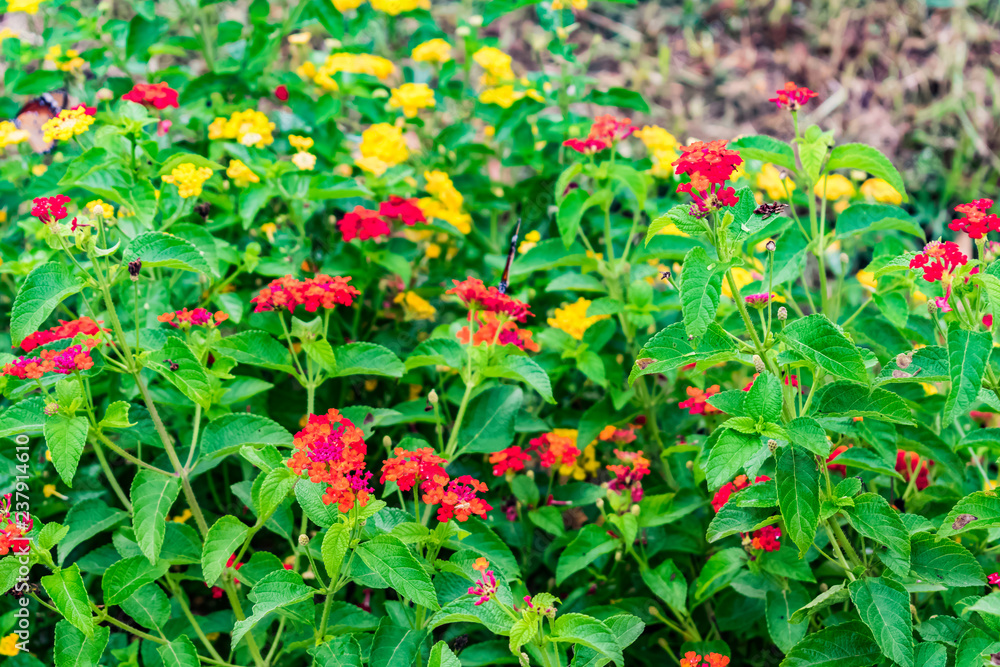 Fototapeta premium beautiful colourful blooming Lantana camara on a garden with butterfly flying on flower with greenery leaves in rainy season.