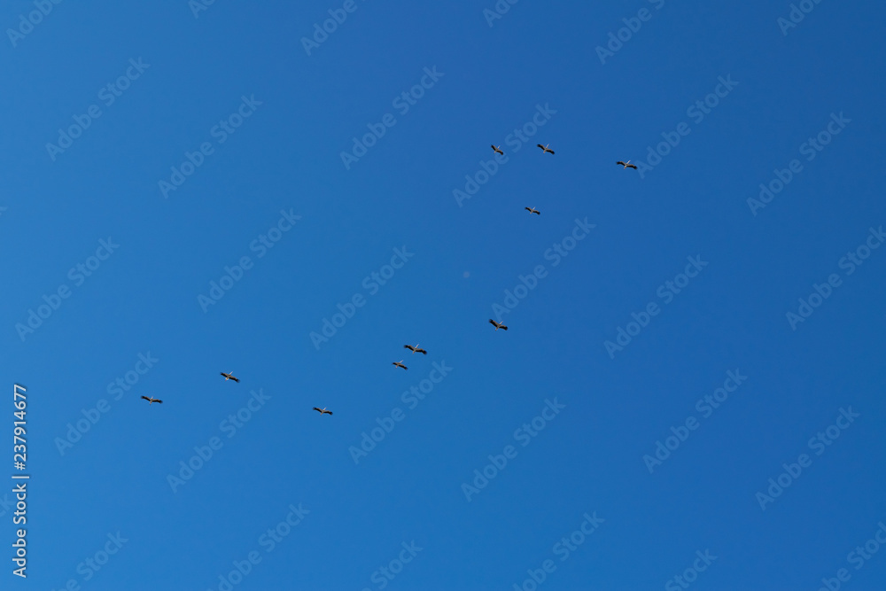 Obraz premium flock of storks
