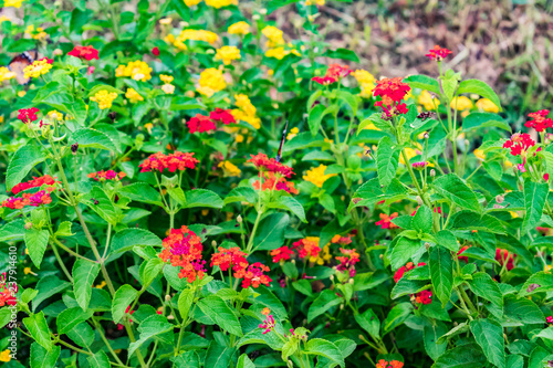 beautiful colourful blooming Lantana camara on a garden with butterfly flying on flower with greenery leaves in rainy season.