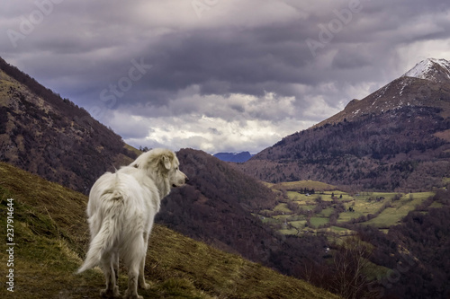 chien des pyrénnées