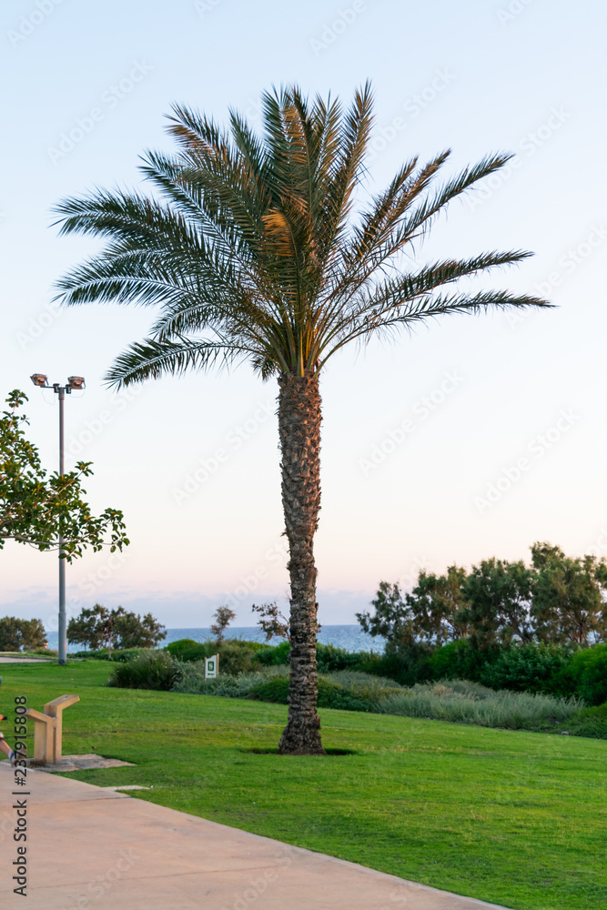 Fototapeta premium palm