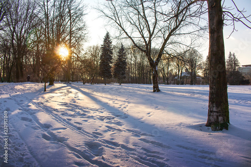 Winter sunset in the park © drylowane banany