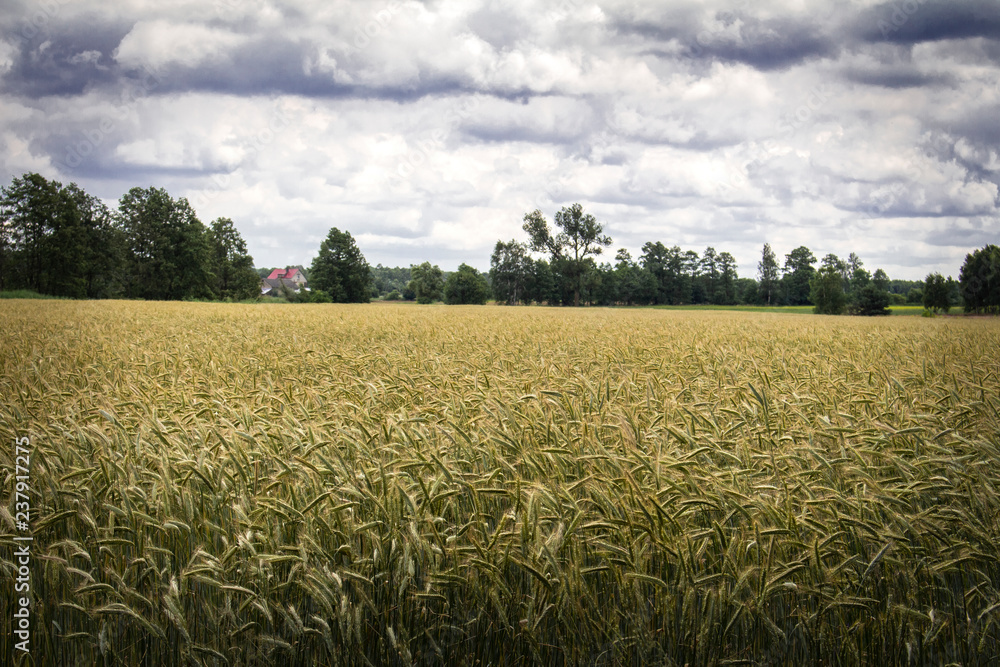 Field of grain on a cloudy day