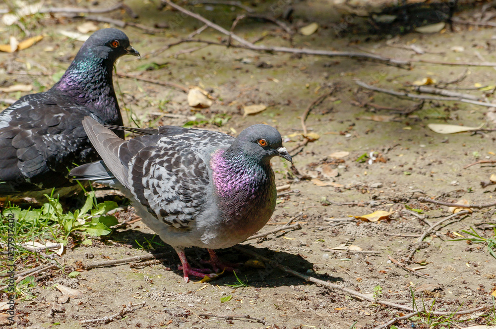 Fototapeta premium Tauben 2