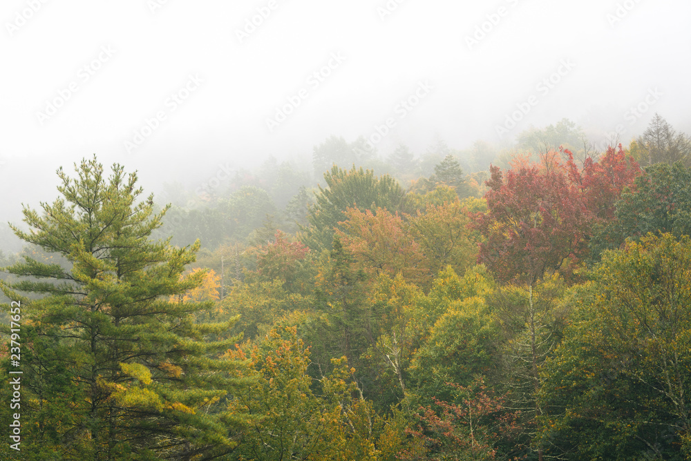 Trees in fog, at Minnewaska State Park, in the Shawangunk Mountains, New York