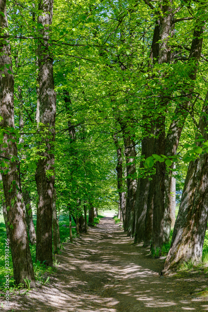 Path in Monrepo park, Vyborg, Russia Path in Monrepo park, Vyborg, Russia