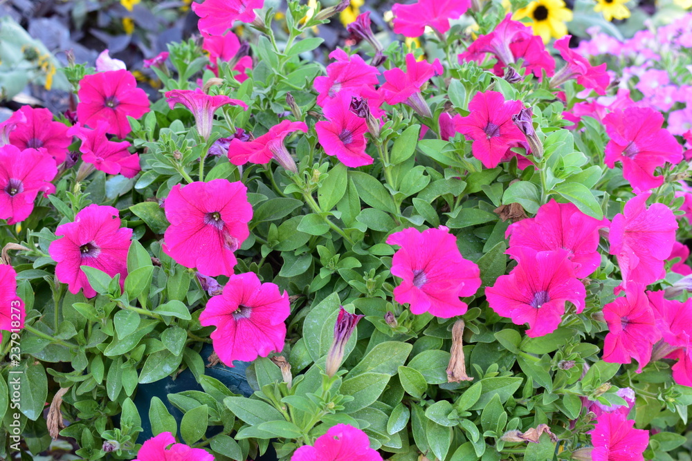 flower, pink, garden, flowers, nature, plant, green, spring, flora, bloom, purple, summer, beauty, red, blossom, floral, beautiful, petal, violet, petunia, gardening, plants, color, blooming, natural