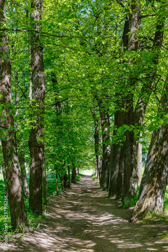 Path in Monrepo park, Vyborg, Russia