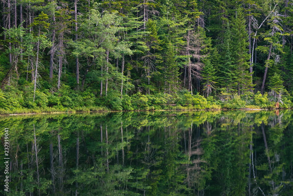 Reflections of trees in a pond, on the Kancamagus Highway, in White Mountain National Forest, New Hampshire Reflections of trees in a pond, on the Kancamagus Highway, in White Mountain National Forest, New Hampshire