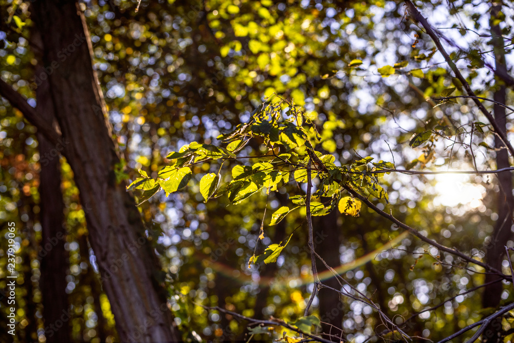 Leafes in the sunlight Leafes in the sunlight