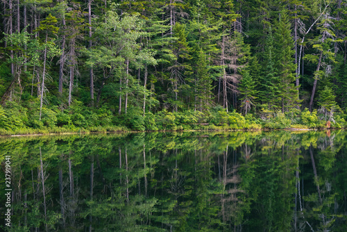 Reflections of trees in a pond, on the Kancamagus Highway, in White Mountain National Forest, New Hampshire