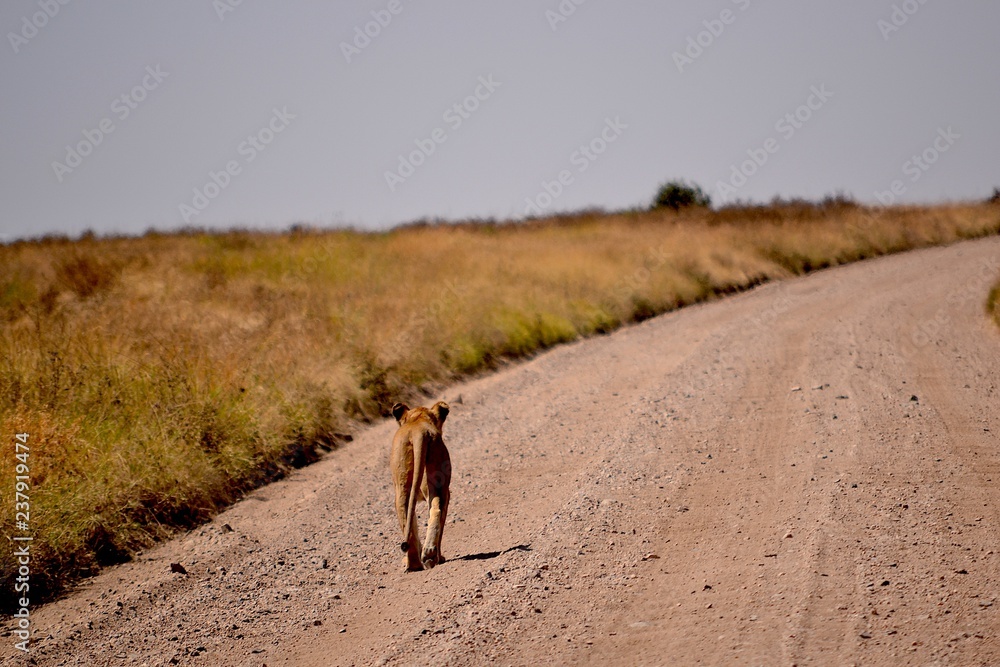 Naklejka premium löwin auf strasse serengeti afrika