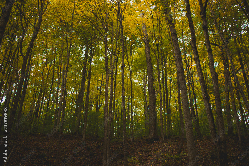 Obraz premium Lush forest landscape during fall. Autumn colors showing on trees growing in a beautiful woods