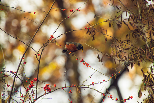 Robin eating red berries on a tree in the woods in Autumn