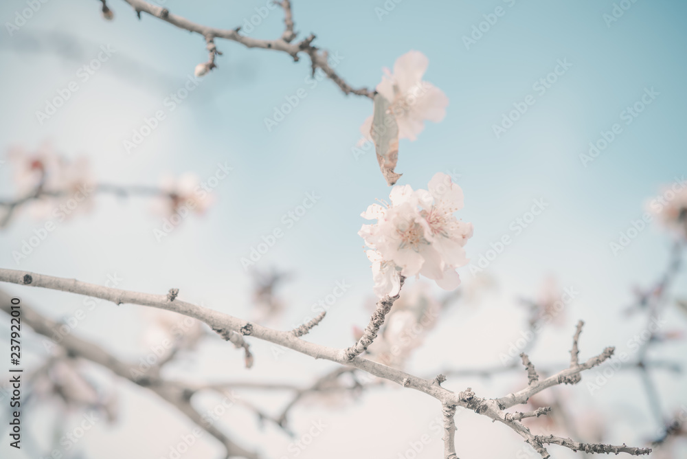Hello, spring. Abstract dreamy image of spring. Blurred white cherry blossoms tree on blue sky background. Selective focus. Vintage trendy toned.