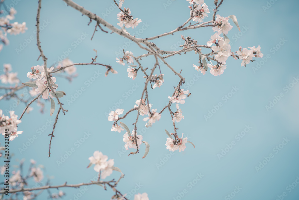 Almond blossoming branch, blue sky. Welcome spring, retro tone. Almond blossoming branch, blue sky. Welcome spring, retro tone.
