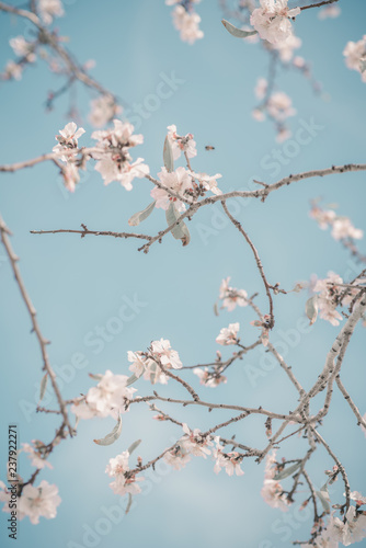 Hello, spring. Abstract dreamy image of spring. Blurred white cherry blossoms tree on blue sky background. Selective focus. Vintage trendy toned. photo