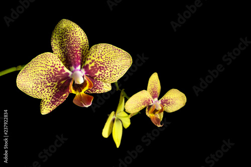 Beautiful orchid flower on a black background