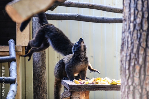 ring-tailed lemur catta, wild madagascar animal