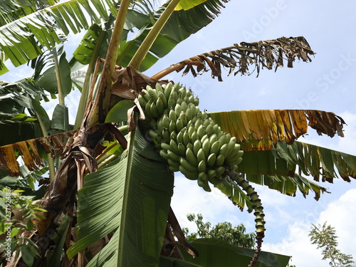 Wallpaper Mural Заголовок: Indonesia, Sumatra island, lake Toba, Samosir island, Tuk-Tuk Peninsula Torontodigital.ca