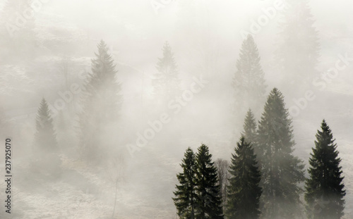 Bäume im Nebel © heike114