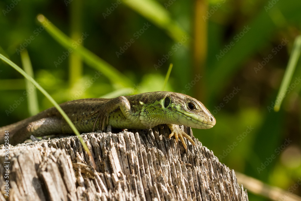Fototapeta premium Eidechsen
