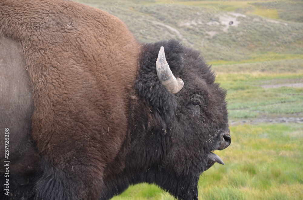 Fototapeta premium BISON YELLOWSTONE NATIONAL PARK (WYOMING)