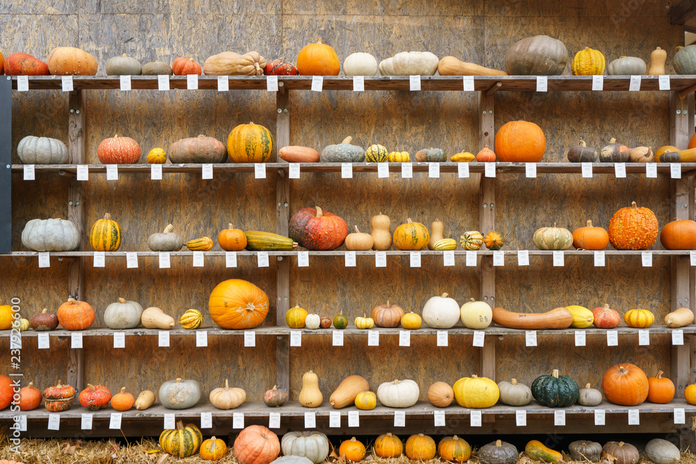 pumpkins on shelves