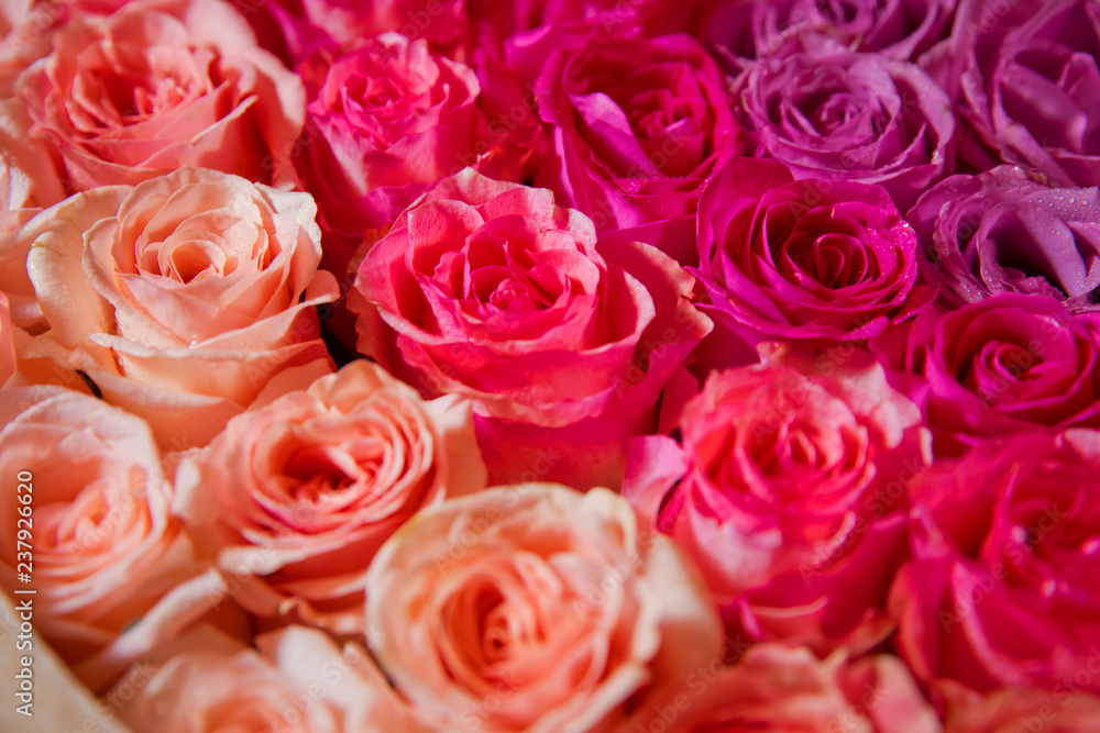 Beautiful pink and red roses with drops of water . pink and red natural roses background . pink and red rose background. Natural horizontal pattern. Flower wall. Close-up of huge pink and red roses Beautiful pink and red roses with drops of water . pink and red natural roses background . pink and red rose background. Natural horizontal pattern. Flower wall. Close-up of huge pink and red roses