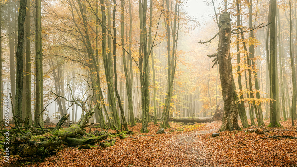 Naklejka premium Weg im nebligen Buchenwald