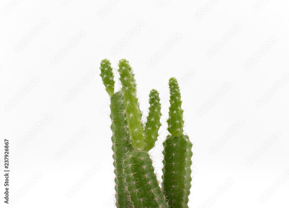 Beauty green cactus on white background Beauty green cactus on white background