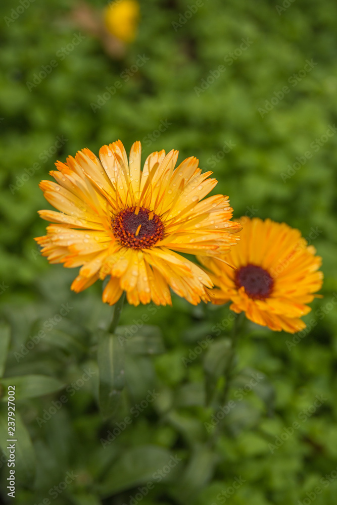 Ringelblume Ringelblume