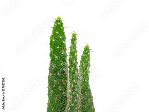 isolate close up green cactus on white background