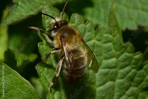 Close-up of Caucasian brown bee Anthophora plumipes on green nettle leaf photo