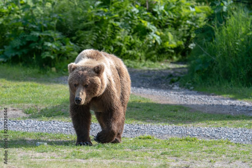 Alaska Brown Bear (Ursus arctos) in grassland in Lake Clark NP, Alaska Alaska Brown Bear (Ursus arctos) in grassland in Lake Clark NP, Alaska
