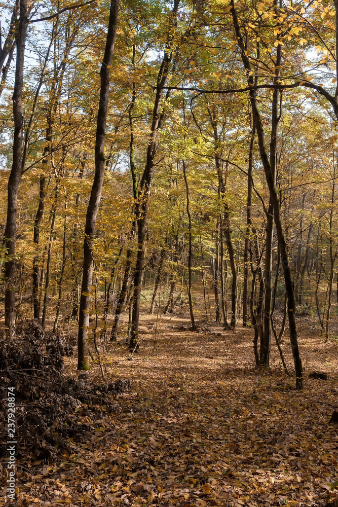 Autumn in mountain forest illuminate sun day. Autumn in mountain forest illuminate sun day.