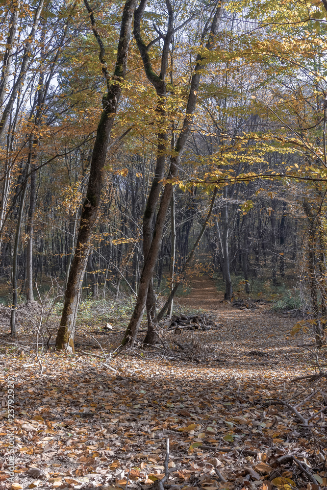 Autumn in mountain forest illuminate sun day. Autumn in mountain forest illuminate sun day.