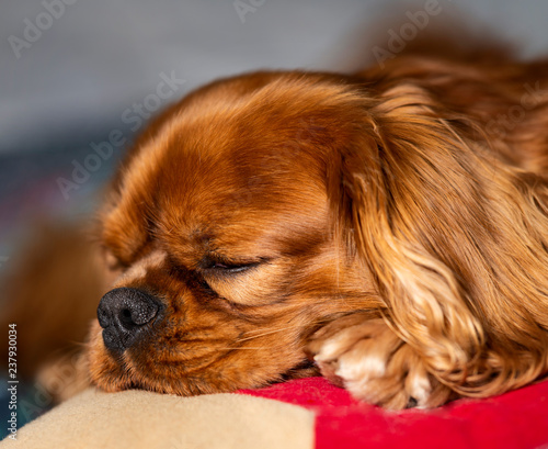 portrait serré de petit chien qui dort la tête repose sur un coussin rouge © Bruno