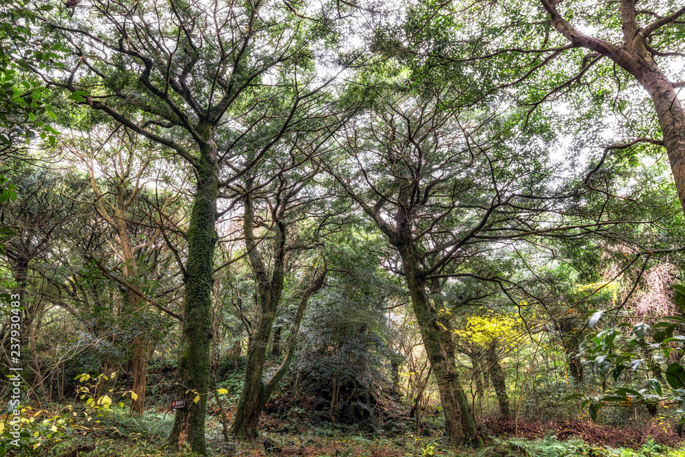 Fototapeta premium Bijarim forest scenery