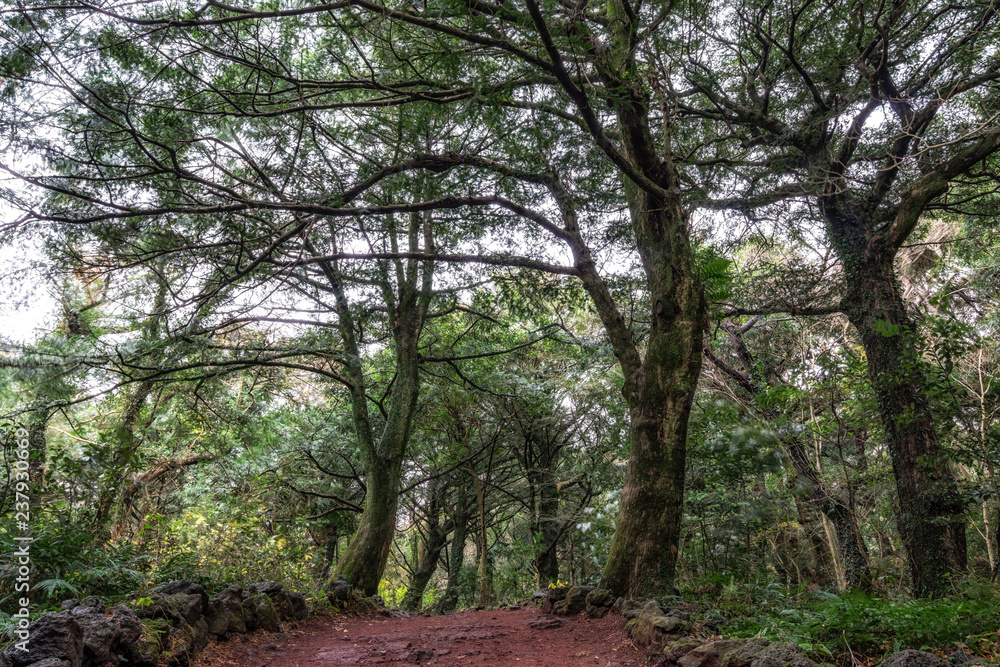 Bijarim forest trail Bijarim forest trail