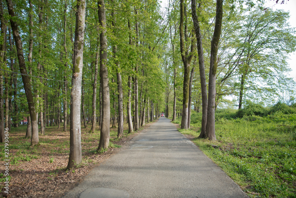 The machine path in the forest . country side space empty car road path way . empty lonely asphalt car road between trees in forest outdoor nature environment in fresh weather time with green colors The machine path in the forest . country side space empty car road path way . empty lonely asphalt car road between trees in forest outdoor nature environment in fresh weather time with green colors