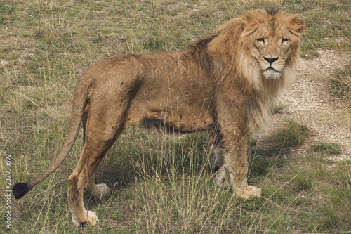 Lion in the national park