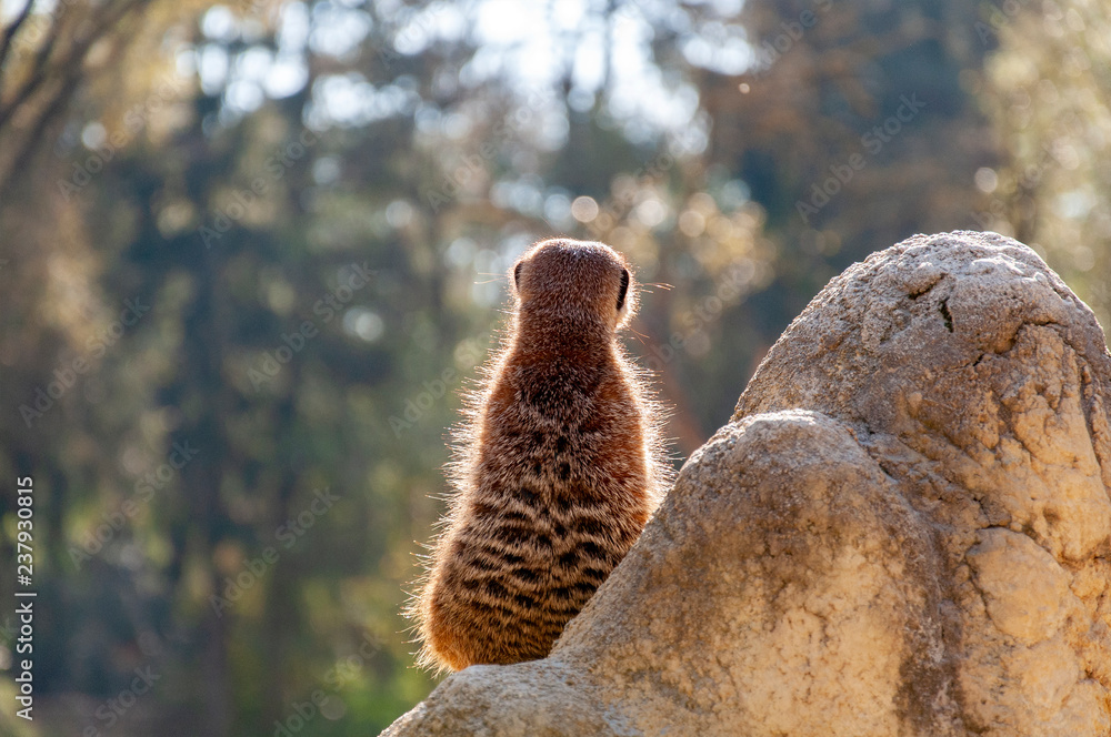 Funny fluffy meerkat standing on a stone and looking away Funny fluffy meerkat standing on a stone and looking away