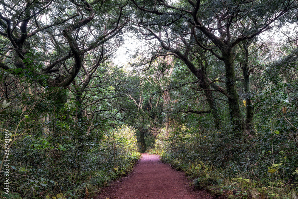 Fototapeta premium Bijarim forest trail