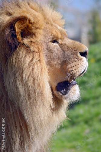Fototapeta Naklejka Na Ścianę i Meble -  Profile portrait of lion (Panthera leo)  